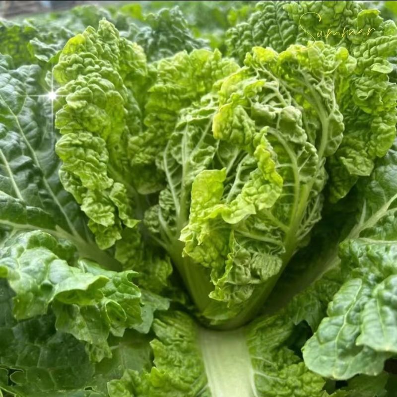 绿翡翠大白菜种子高产抗病耐热耐寒农家菜园家庭种植蔬菜种子
