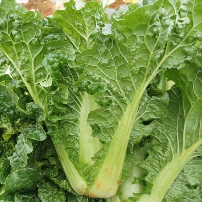 绿翡翠大白菜种子高产抗病耐热耐寒农家菜园家庭种植蔬菜种子