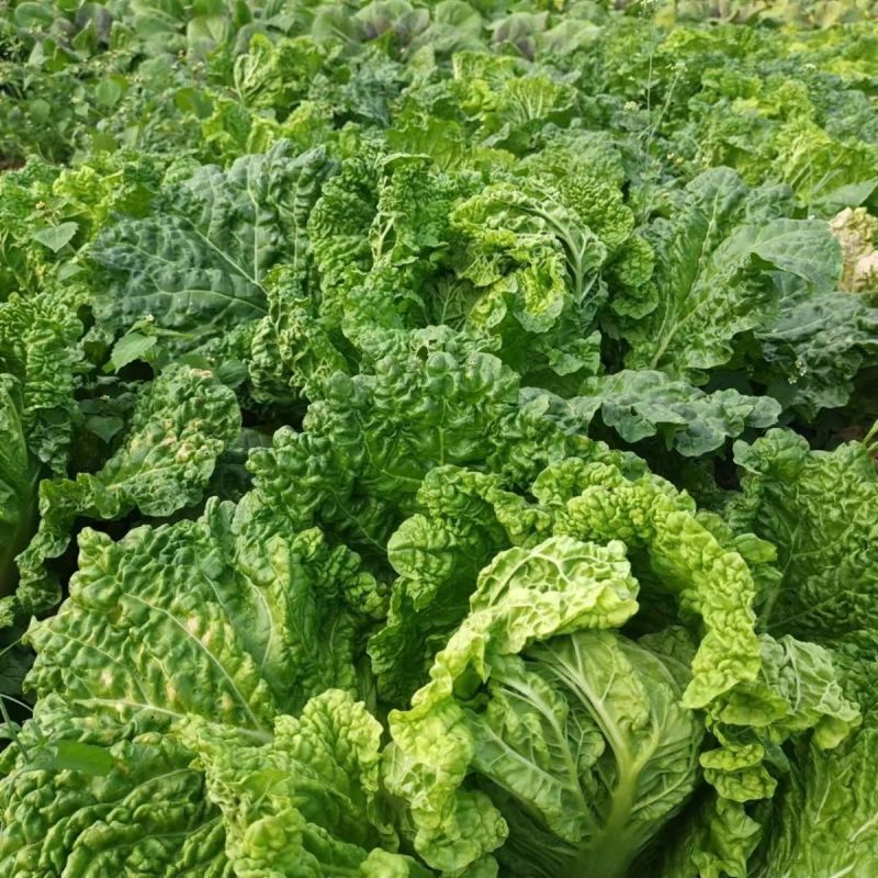 绿翡翠大白菜种子高产抗病耐热耐寒农家菜园家庭种植蔬菜种子