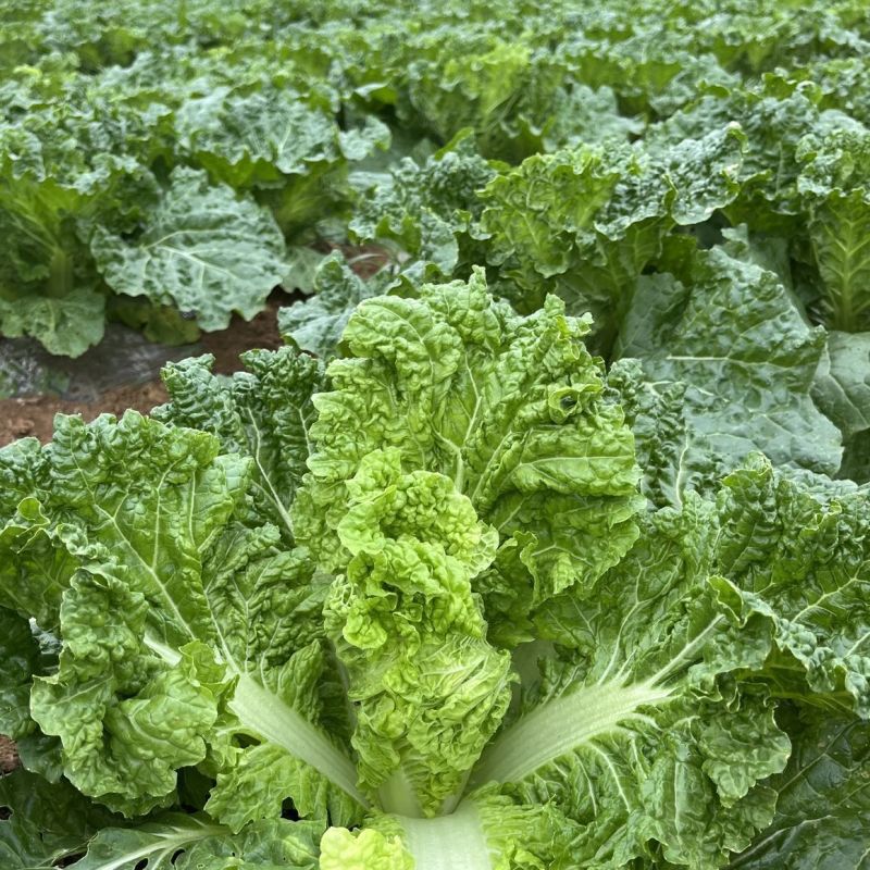 绿翡翠大白菜种子高产抗病耐热耐寒农家菜园家庭种植蔬菜种子