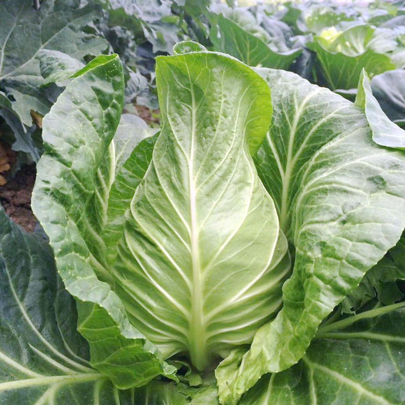 绿尖55油绿型尖球甘蓝种子高产抗病耐热耐寒农家菜园种植