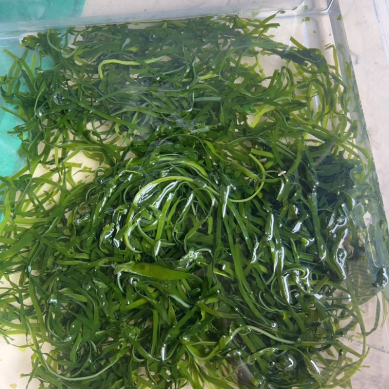 烘干海带丝地摊电商批发海带头圈圈海带丝海带干海带