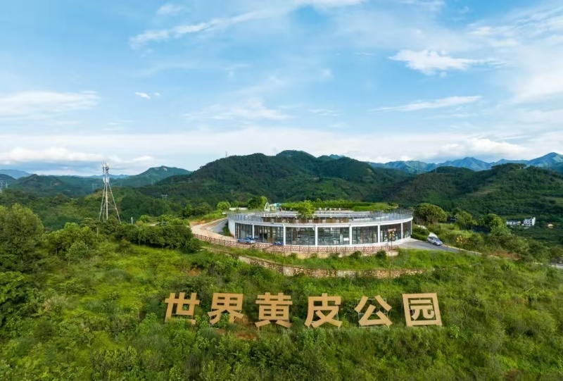 今年6月中旬上市，现在有冷冻黄皮果，合适的欢迎联系