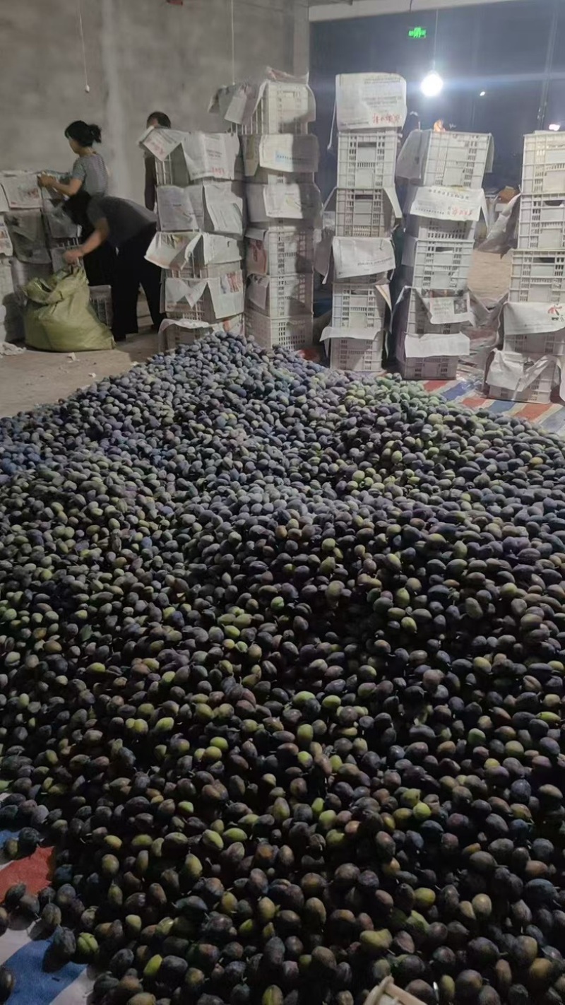 四川大西梅法兰西梅甜西梅女神西梅一件代发批发美团多多