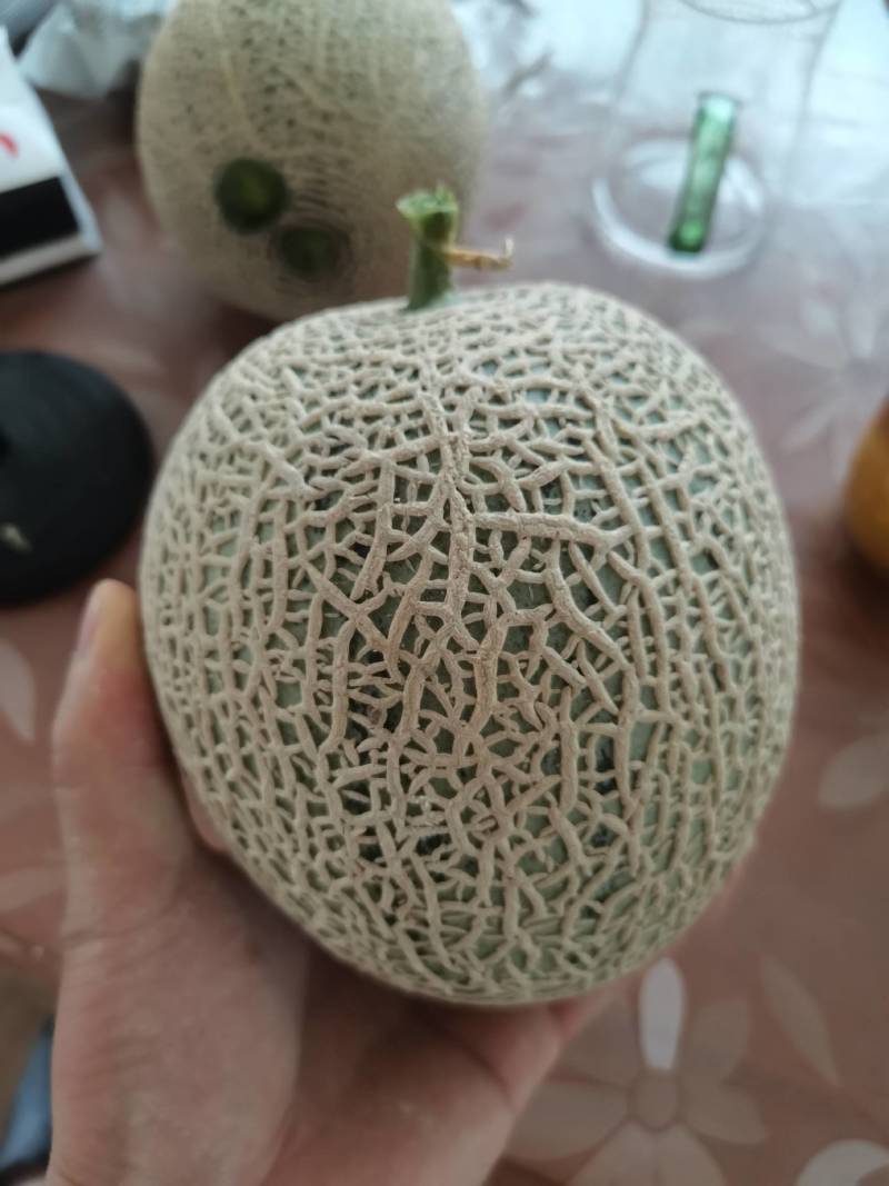 羊角蜜苗博洋61嫁接绿宝甜瓜苗品种齐全包成活免费提供种植