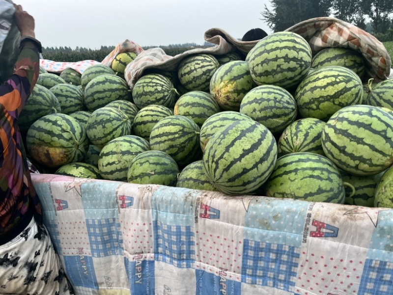 大兴麒麟西瓜口感脆甜