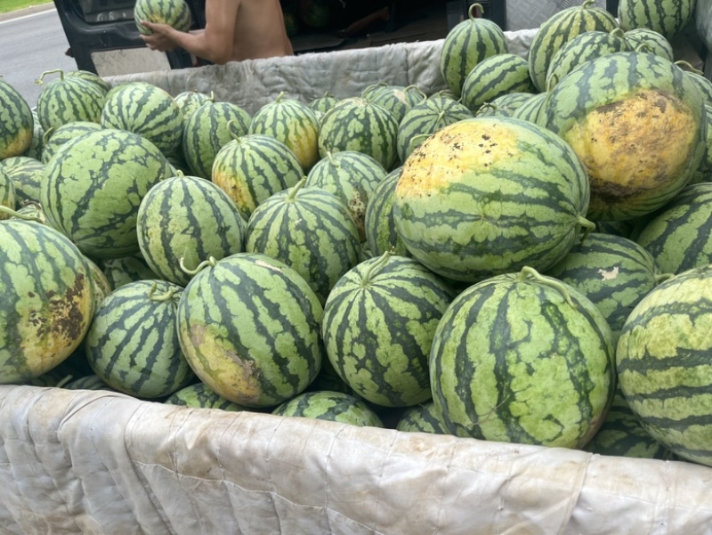 大兴麒麟西瓜口感脆甜