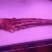 国产牛尾现货实拍