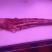 国产牛尾现货实拍
