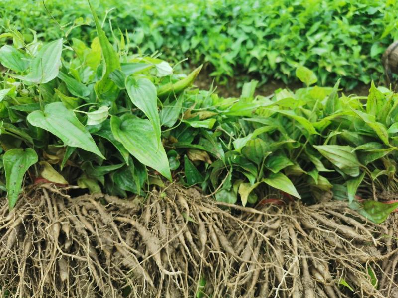 广西桂林2025优质白花百部苗，成活率高