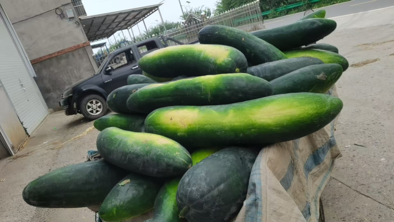 青皮冬瓜