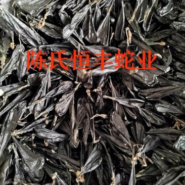 蛇胆，干蛇胆，养殖基地直销干蛇胆，市场电商销量**