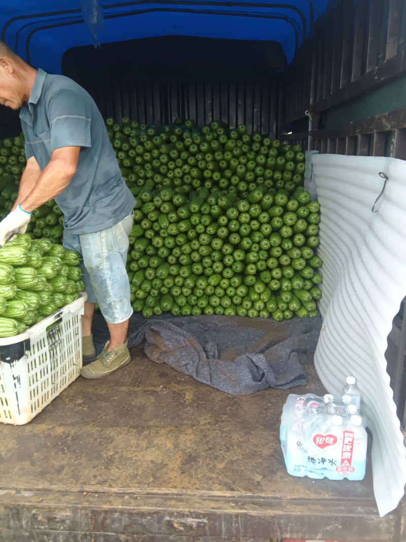 新苗苦瓜上市