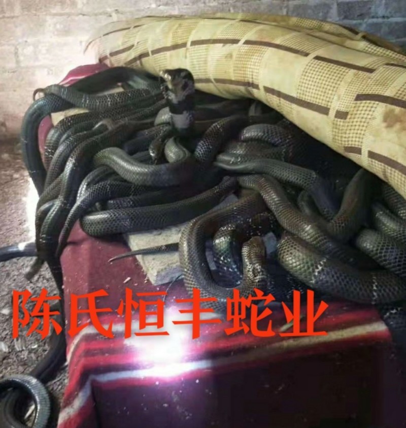 蛇胆，干蛇胆，养殖基地直销干蛇胆，市场电商销量**