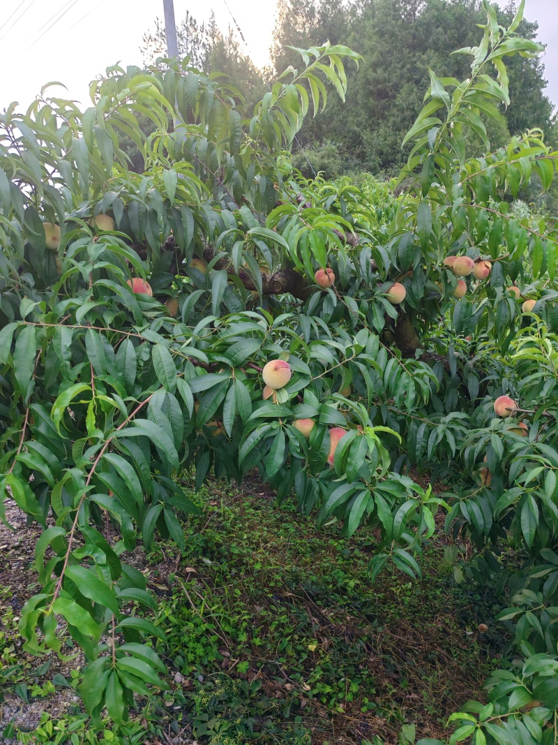 贵州遵义苹果桃