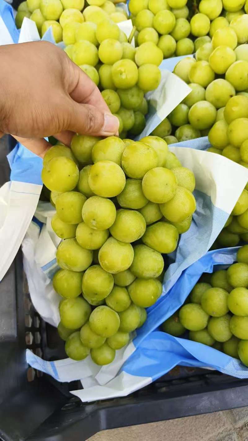 口感细腻的阳光玫瑰果面干净颗粒饱满糖度18个以上需要的联