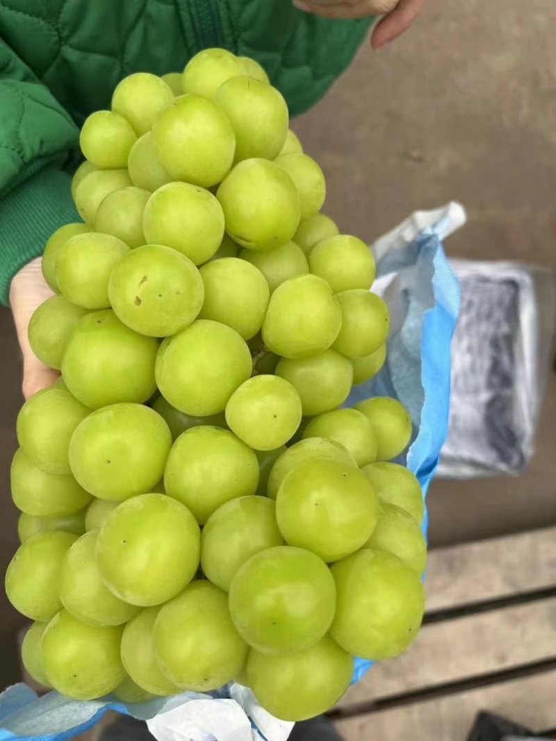 口感细腻的阳光玫瑰果面干净颗粒饱满糖度18个以上需要的联