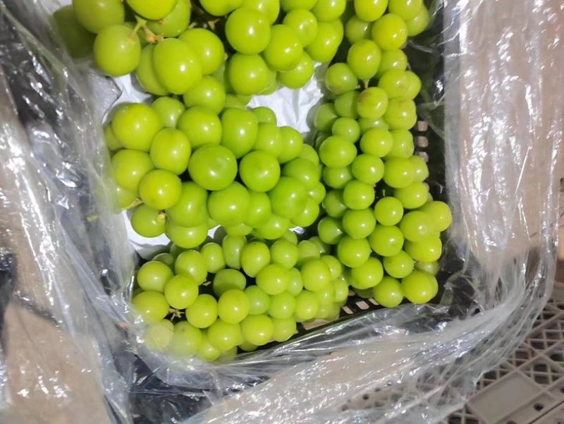 口感细腻的阳光玫瑰果面干净颗粒饱满糖度18个以上需要的联