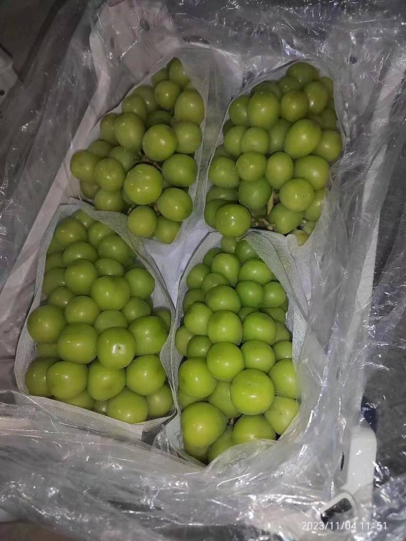 口感细腻的阳光玫瑰果面干净颗粒饱满糖度18个以上需要的联