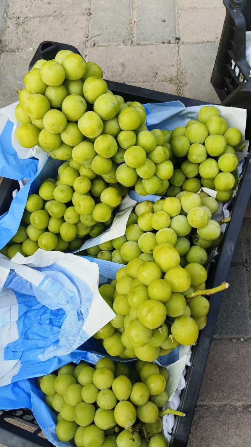 口感细腻的阳光玫瑰果面干净颗粒饱满糖度18个以上需要的联