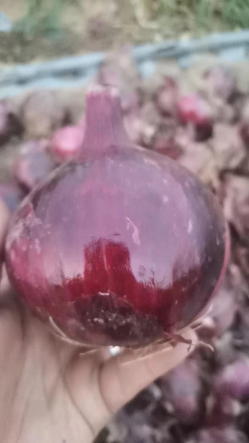 精品大货洋葱，个头大，色泽好