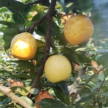 翠冠梨