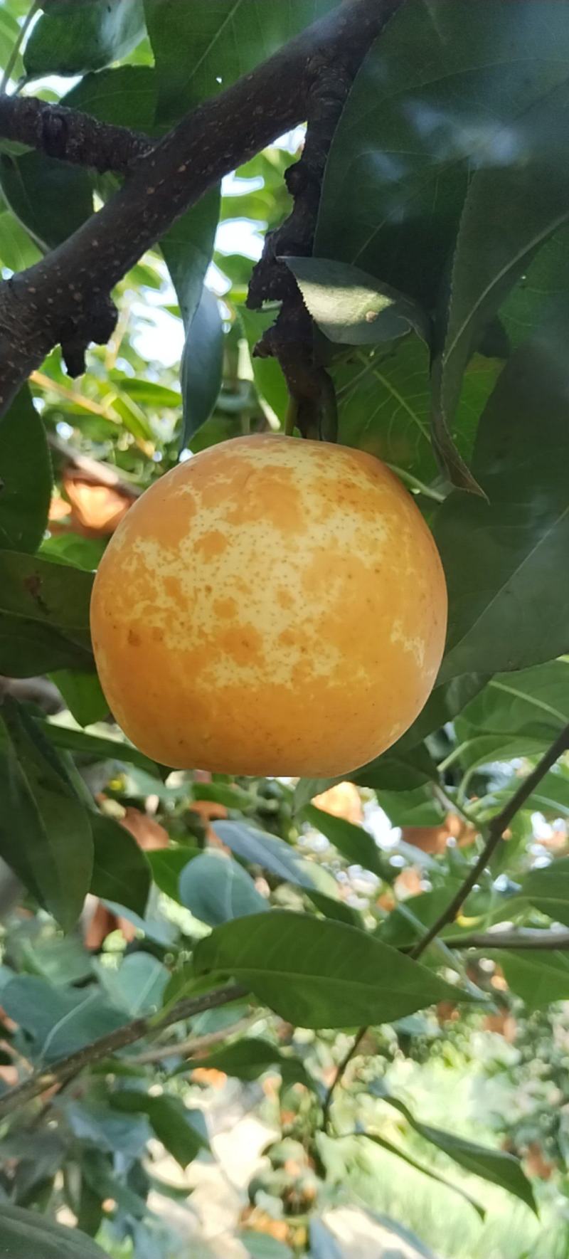 翠冠梨