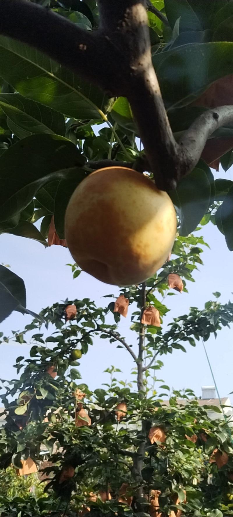 翠冠梨