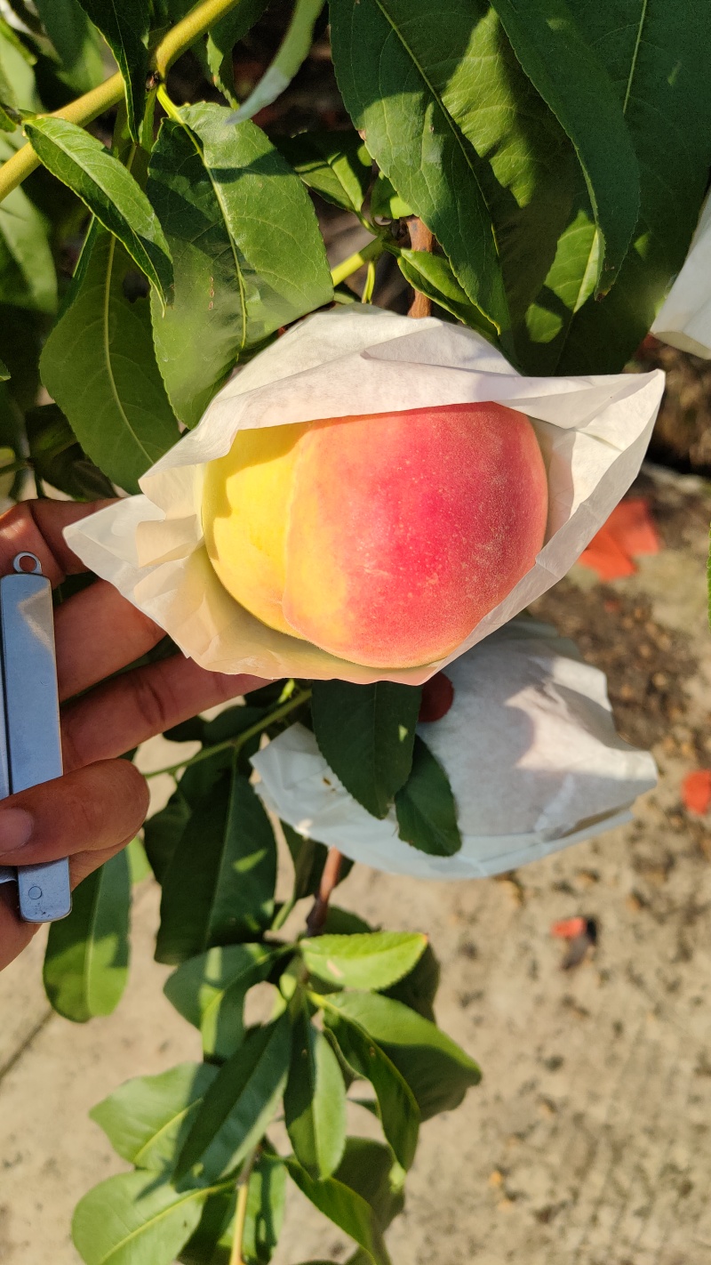 晚福景水蜜桃