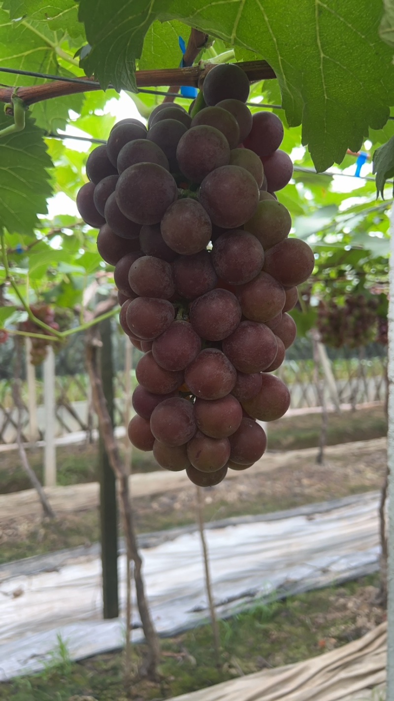 巨峰葡萄