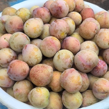 灵鹅桃形李