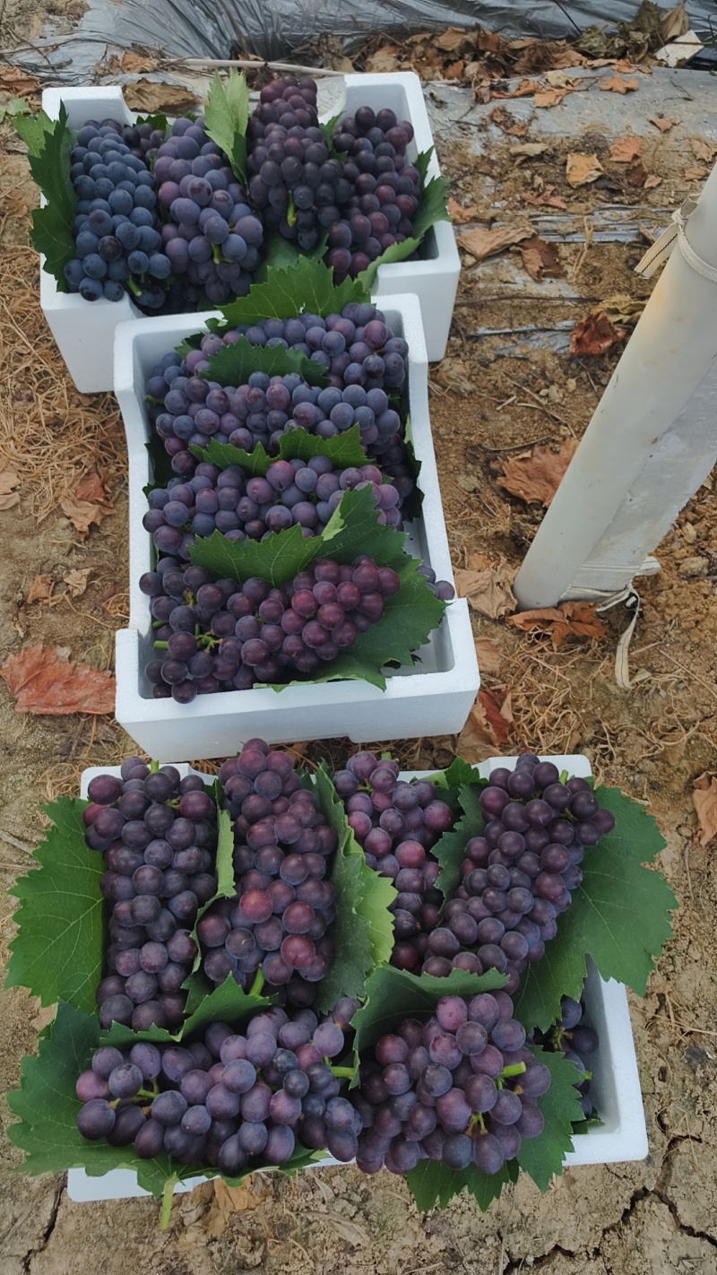 夏黑葡萄