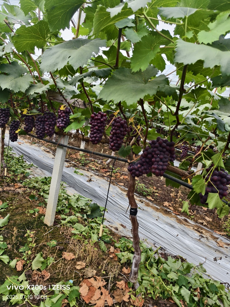 夏黑葡萄
