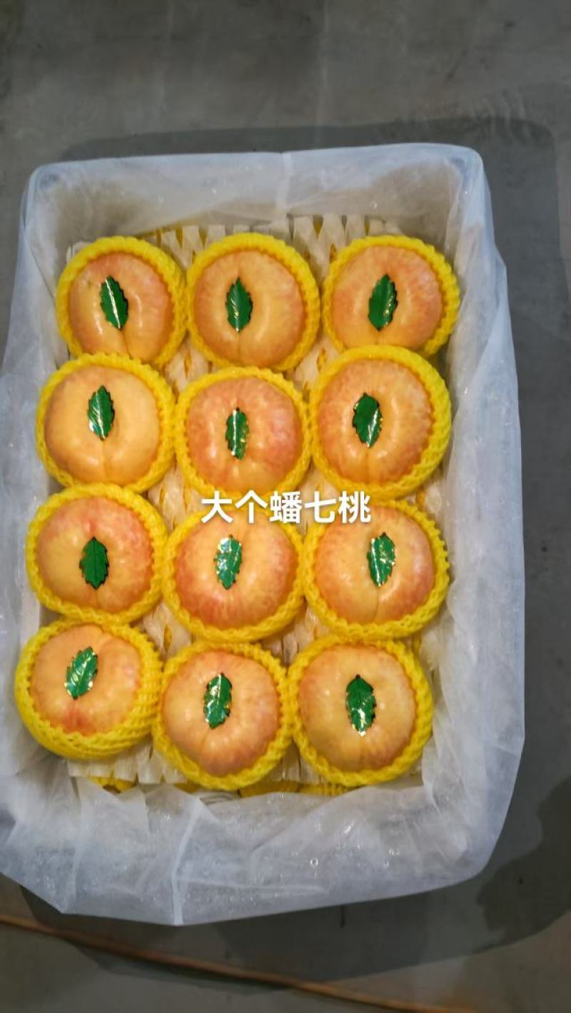 大个油蟠七预售中，有需要的老板通过一亩田和我联系，口感