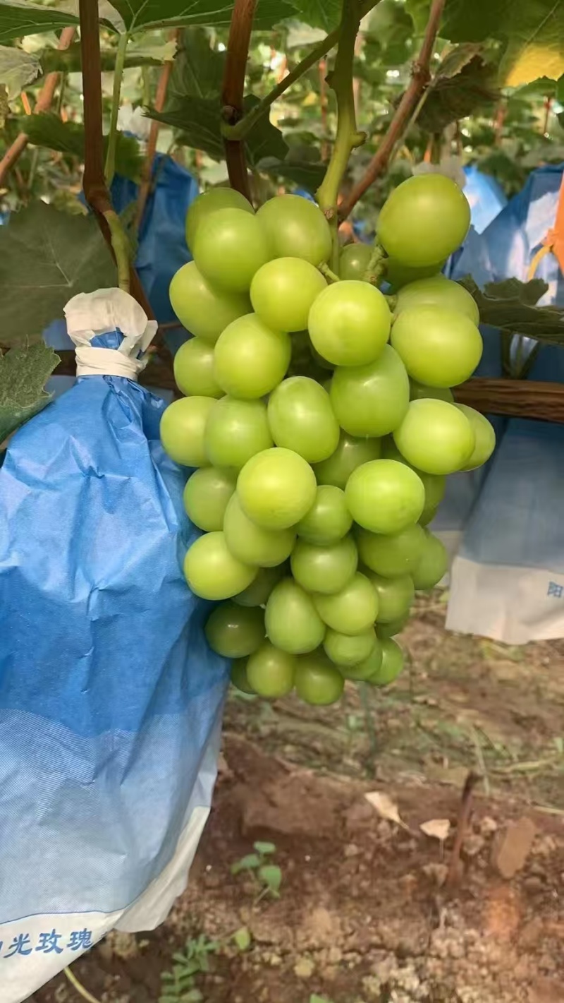 阳光玫瑰葡萄电商货超市货各种价位的货应有尽有