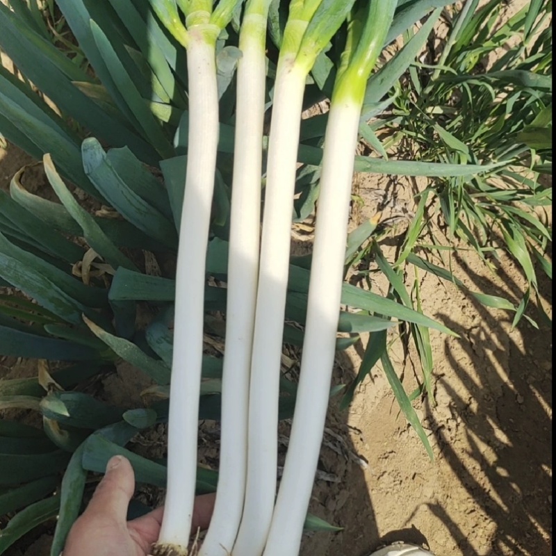 晚抽一本太大葱种子耐热耐寒耐涝山东大葱种籽钢葱种子抽苔晚
