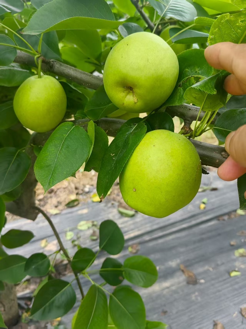 砀山青皇冠梨，皇冠梨，货源充足，大量出售，价格便宜