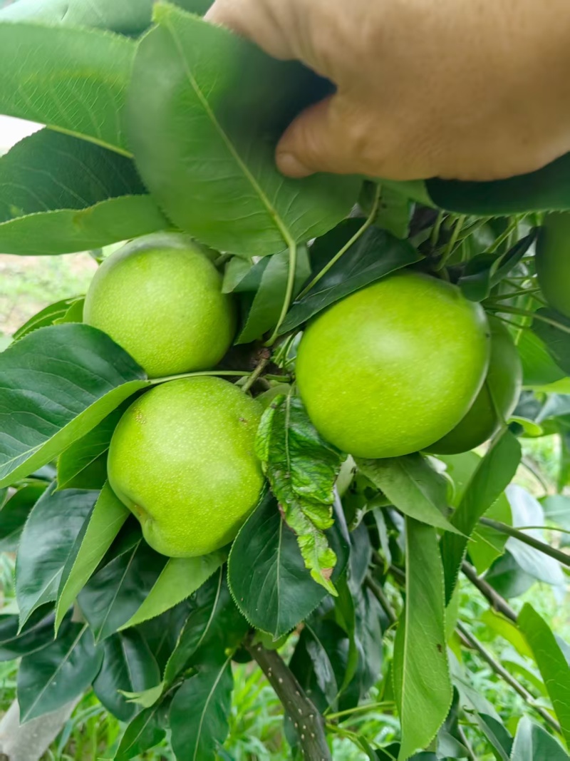 砀山青皇冠梨，皇冠梨，货源充足，大量出售，价格便宜