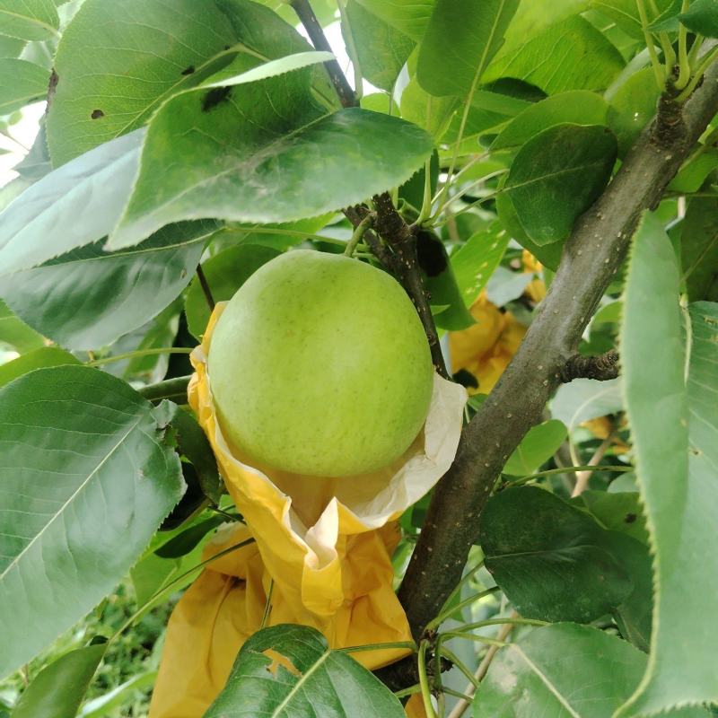 精品翠冠梨，青皮，花皮