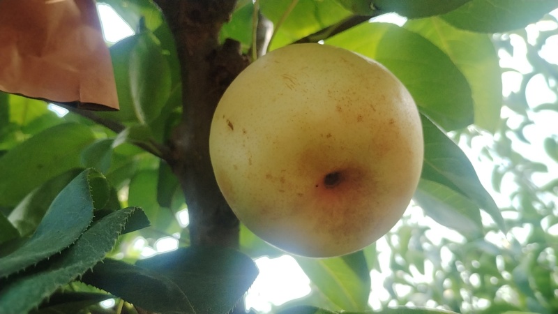 精品翠冠梨，青皮，花皮