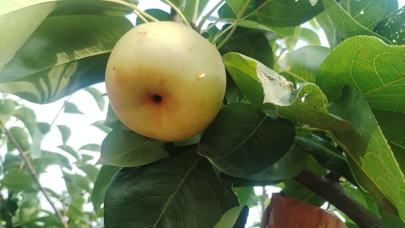 精品翠冠梨，青皮，花皮