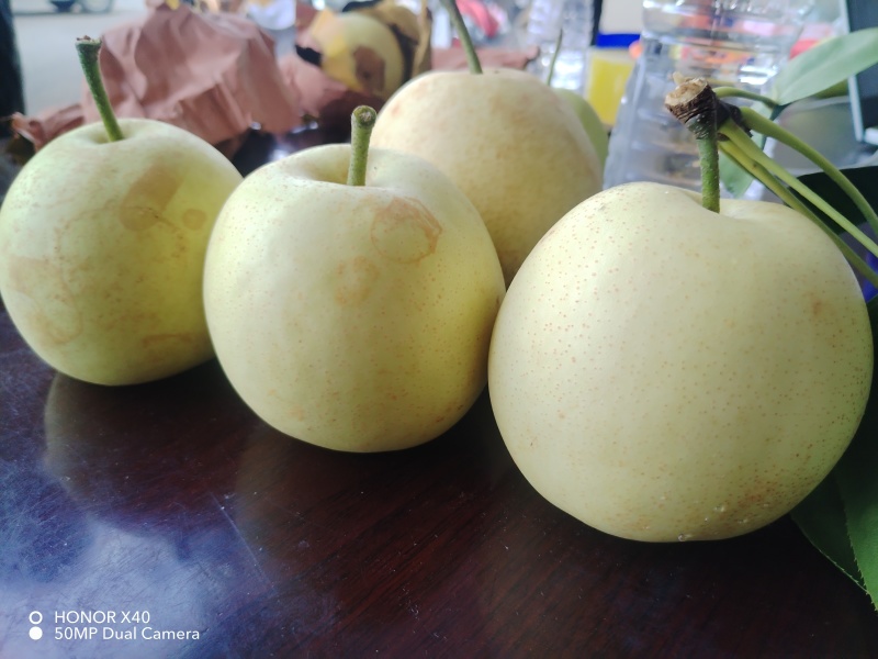 精品翠冠梨，青皮，花皮