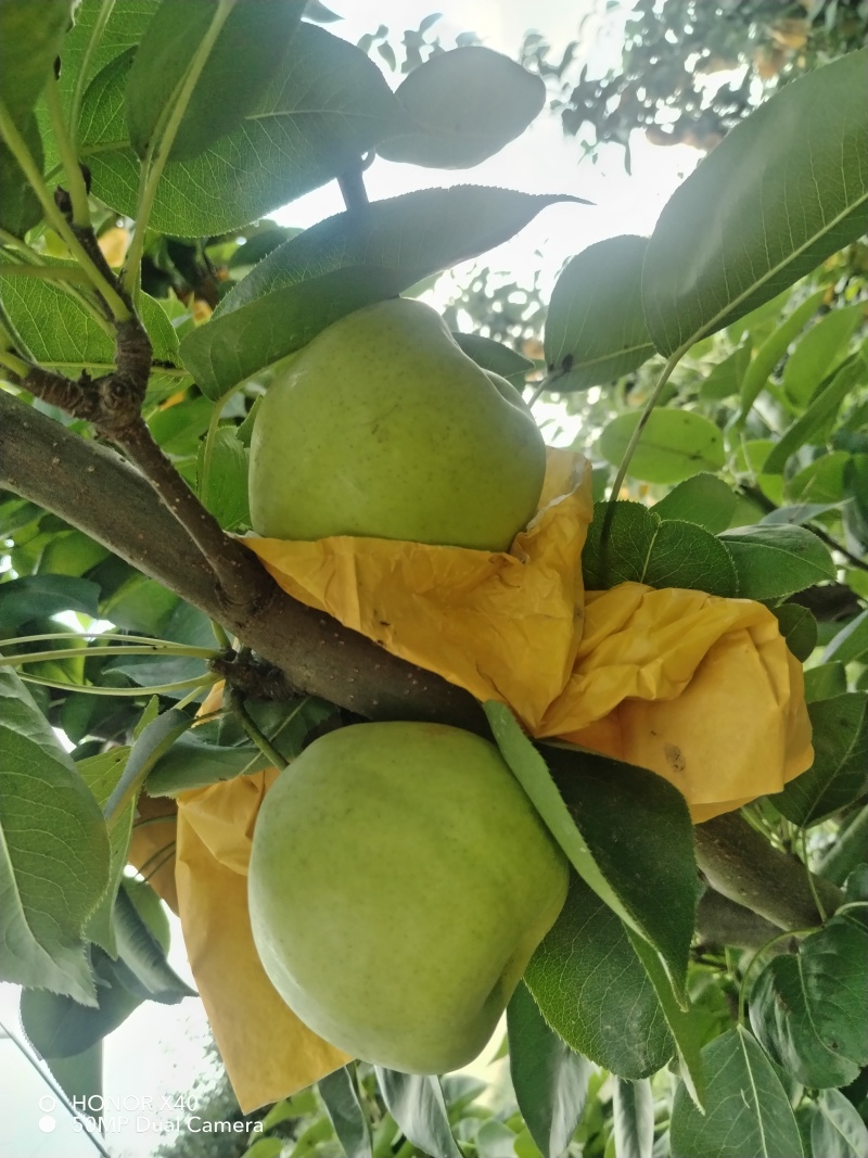 精品翠冠梨，青皮，花皮