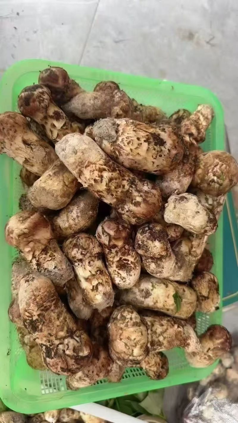 四川省甘孜州新鲜松茸，产地直销，价格优惠。