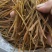 【热卖】黄花菜产地直销量大从优质优欢迎各大老板采购
