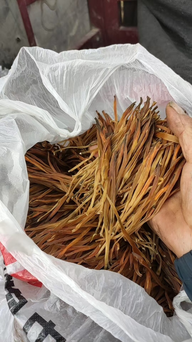 【热卖】黄花菜产地直销量大从优质优欢迎各大老板采购