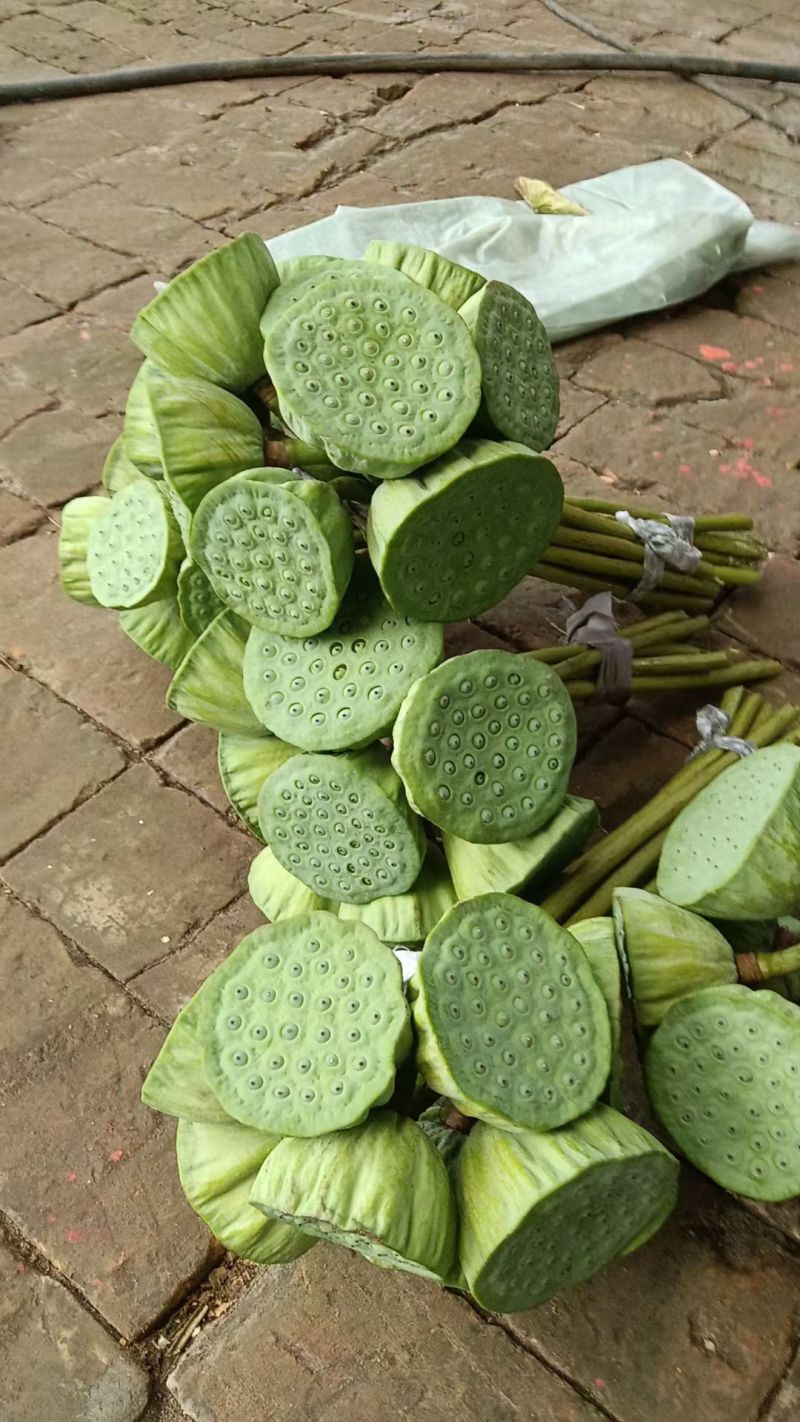 白洋淀，荷叶，莲蓬，荷花