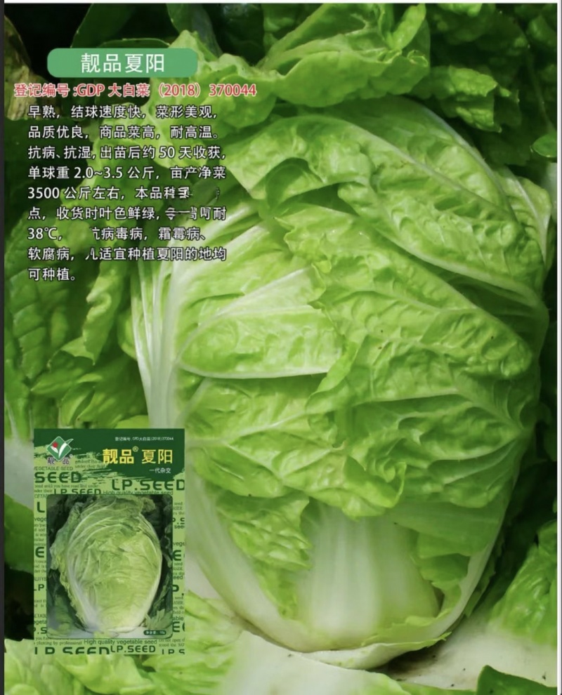 夏季耐热白菜种子夏季耐高温早秋白菜早熟白菜种子