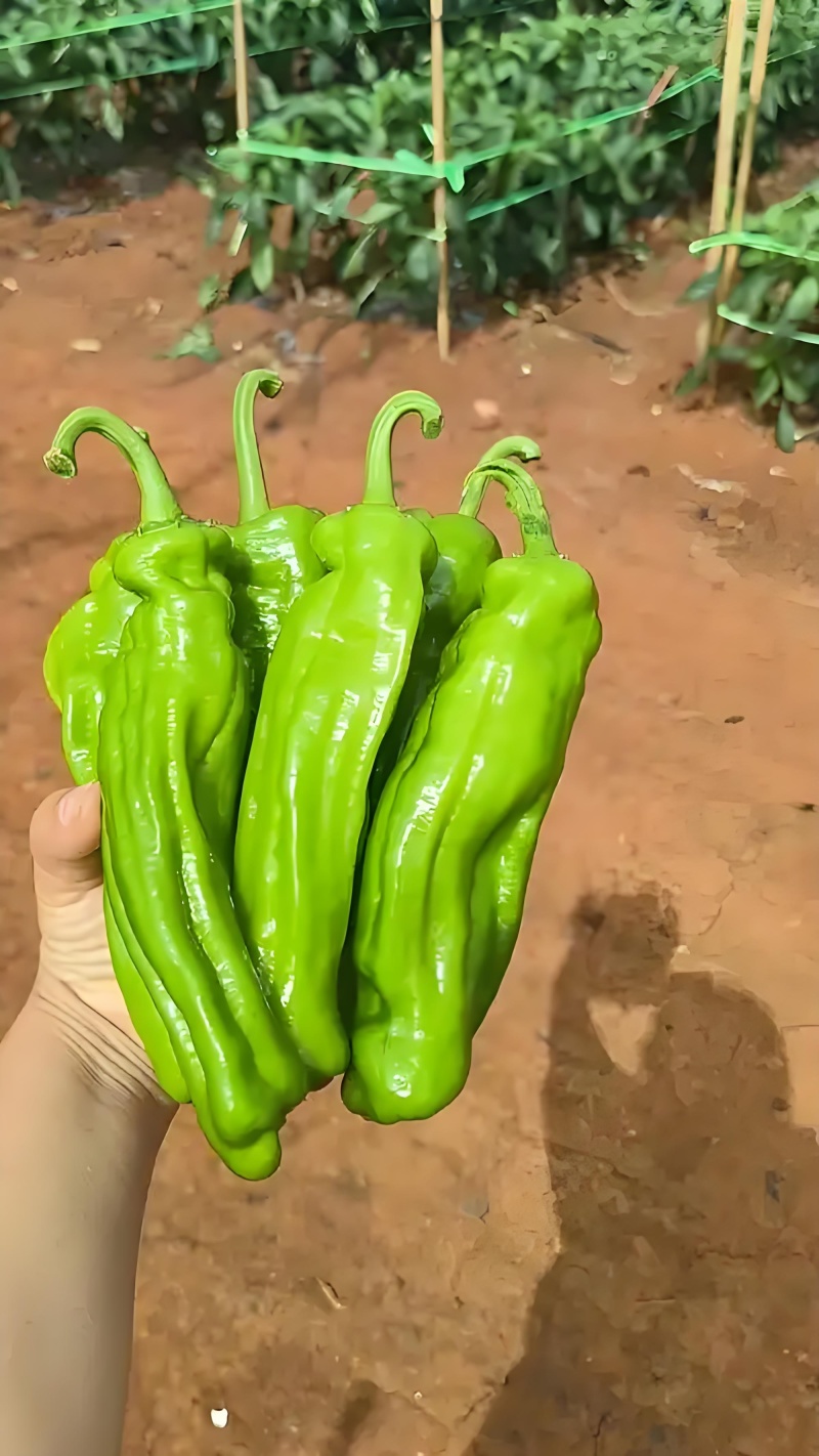辣椒