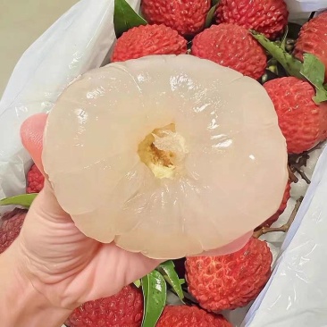 高山特大无核荔枝王，量大优惠力度高！